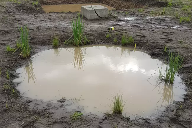 Пучинистые и водонасыщенные грунты на участке