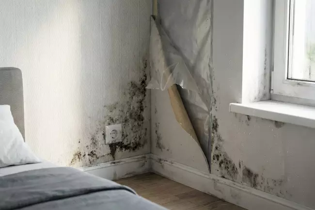 Ошибки утепления стен изнутри: плесень, сырость