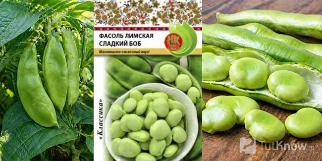 Лимская фасоль зеленые стручки