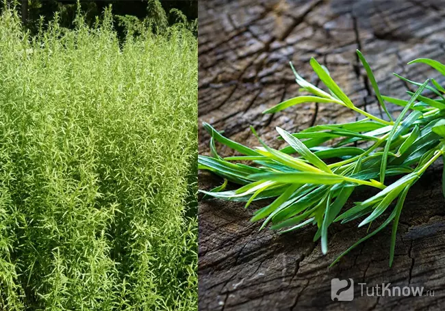 Тархун или эстрагон